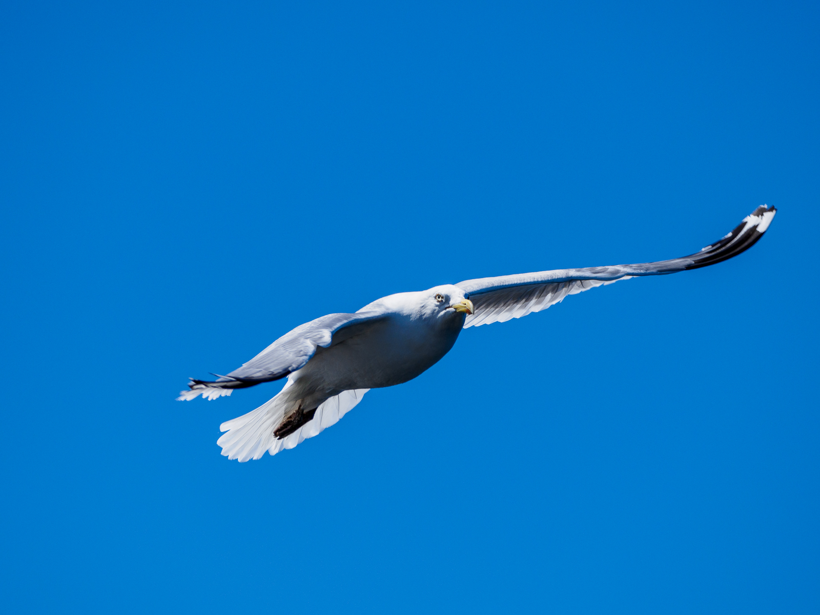 Nazwa:  Bieliki_ 01.jpg
Wyświetleń: 384
Rozmiar:  941,3 KB