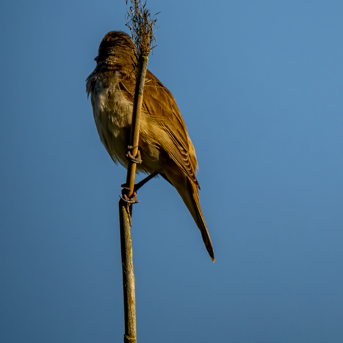 Nazwa:  Bieliki_ 25.jpg
Wyświetleń: 172
Rozmiar:  828,5 KB