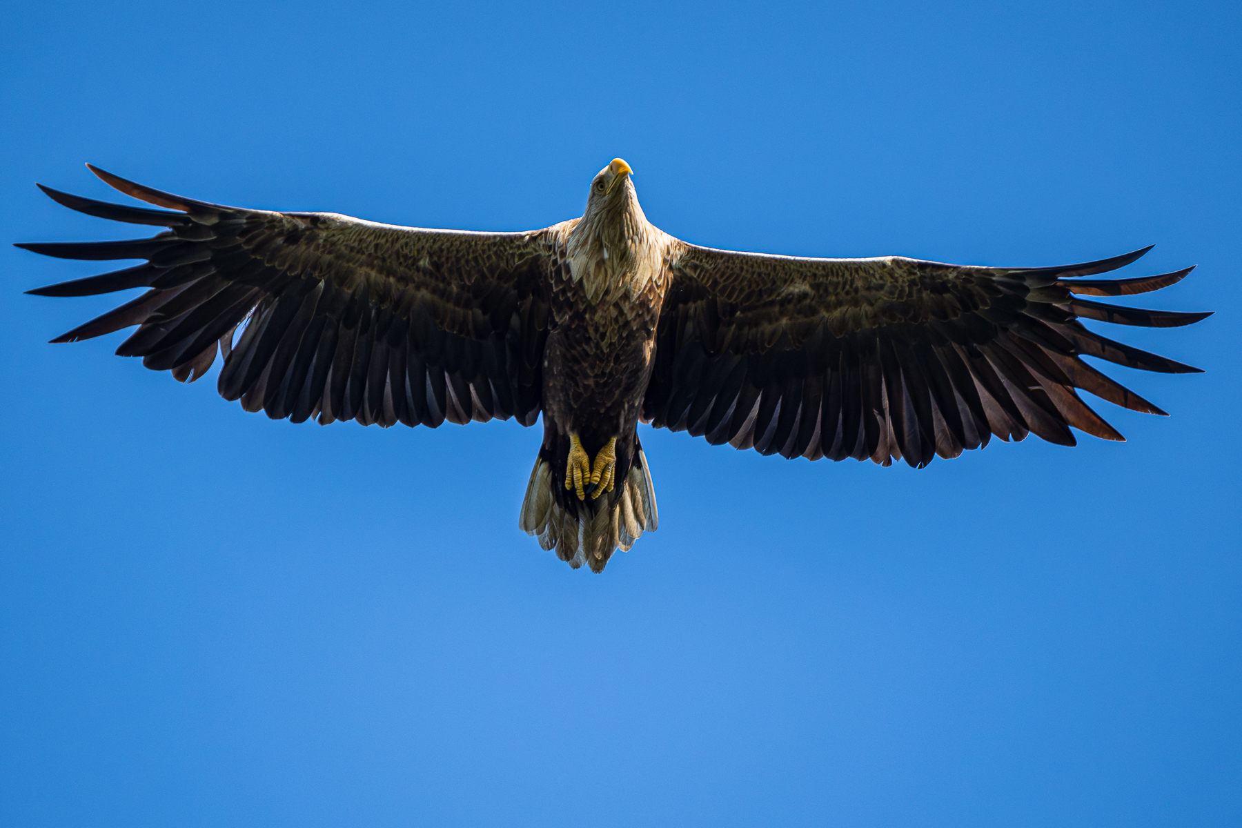 Nazwa:  Bieliki_ 23.jpg
Wyświetleń: 172
Rozmiar:  1,52 MB
