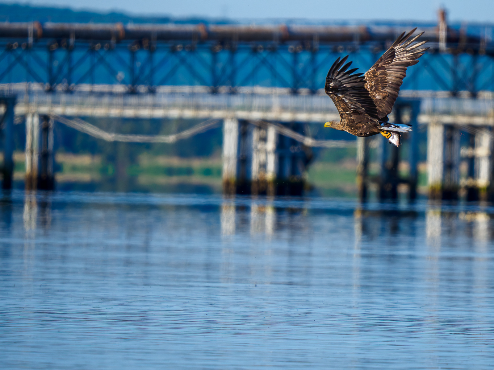 Nazwa:  Bieliki_ 22.jpg
Wyświetleń: 166
Rozmiar:  1,17 MB
