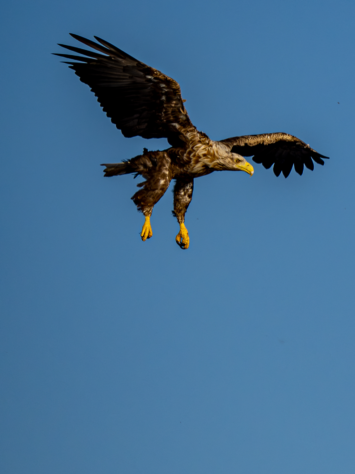 Nazwa:  Bieliki_ 20.jpg
Wyświetleń: 158
Rozmiar:  972,4 KB