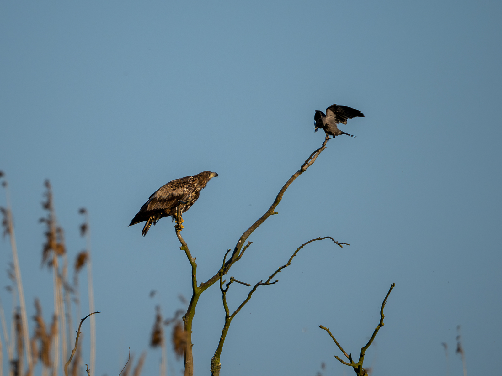 Nazwa:  Bieliki_ 19.jpg
Wyświetleń: 167
Rozmiar:  702,4 KB