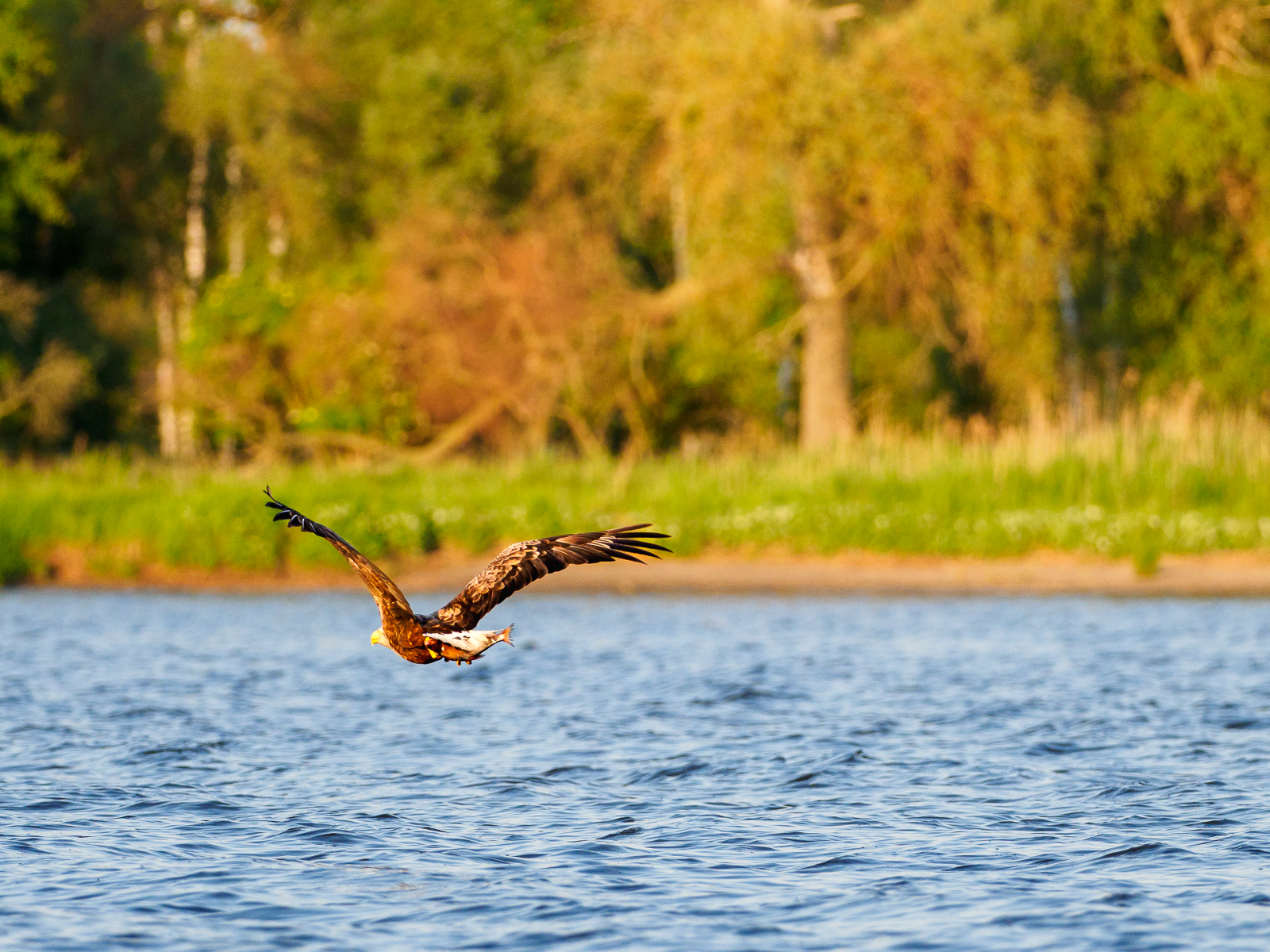 Nazwa:  Bieliki_ 17.jpg
Wyświetleń: 168
Rozmiar:  1,77 MB