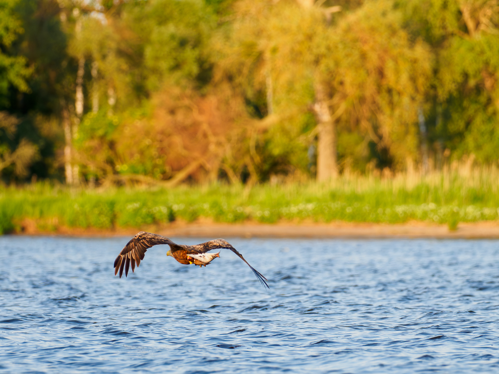 Nazwa:  Bieliki_ 16.jpg
Wyświetleń: 167
Rozmiar:  1,32 MB