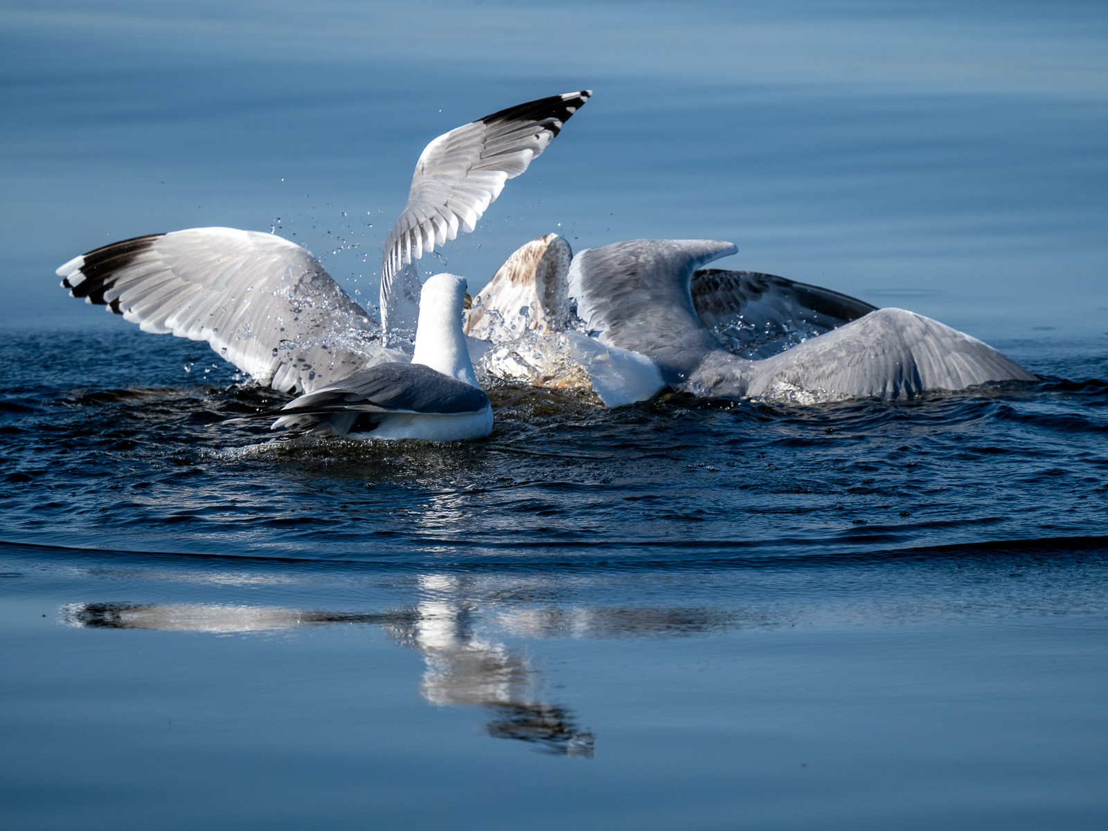 Nazwa:  Bieliki_ 29.jpg
Wyświetleń: 167
Rozmiar:  1,33 MB