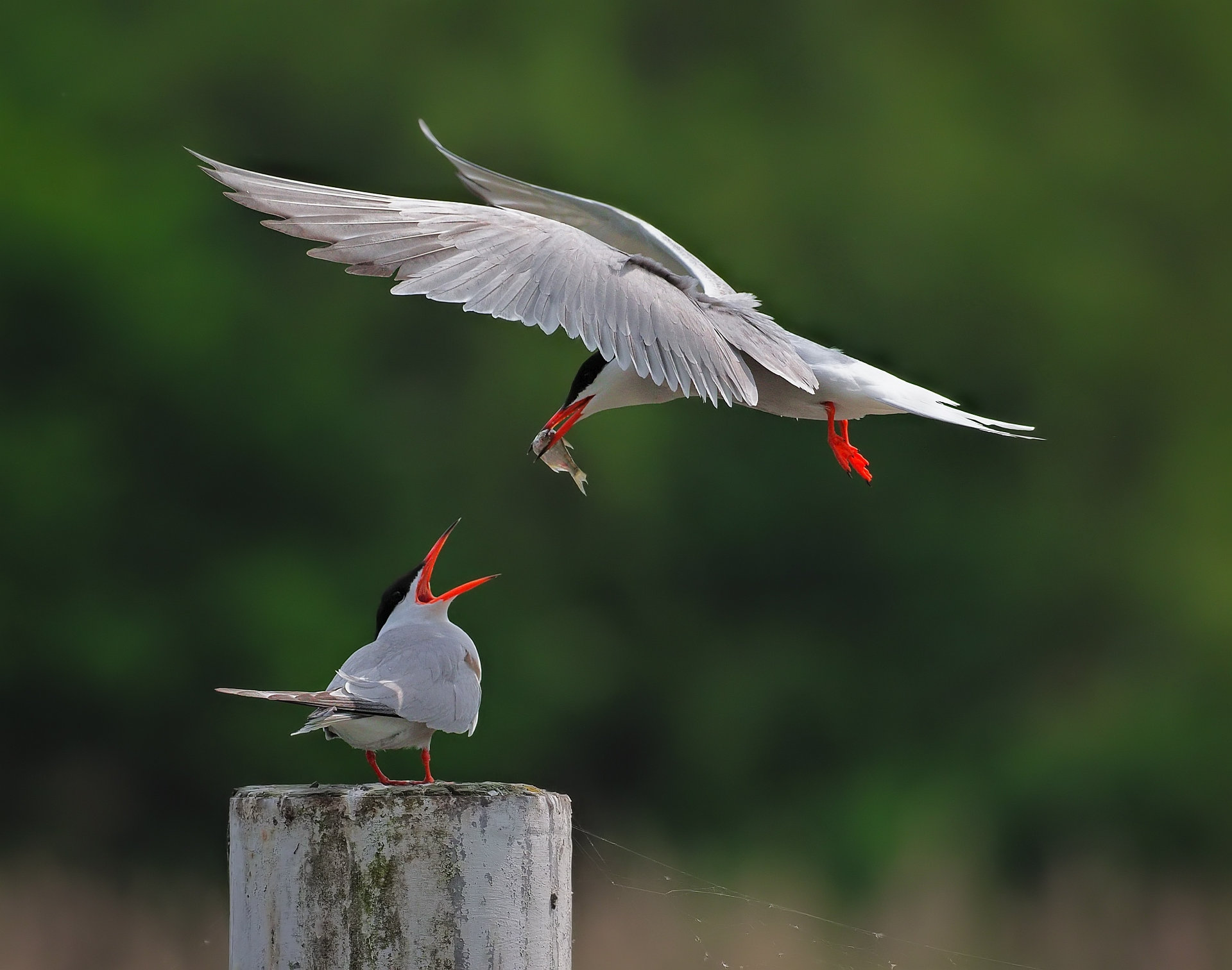 Nazwa:  slon_i_zyrafa.jpg
Wyświetleń: 117
Rozmiar:  284,9 KB