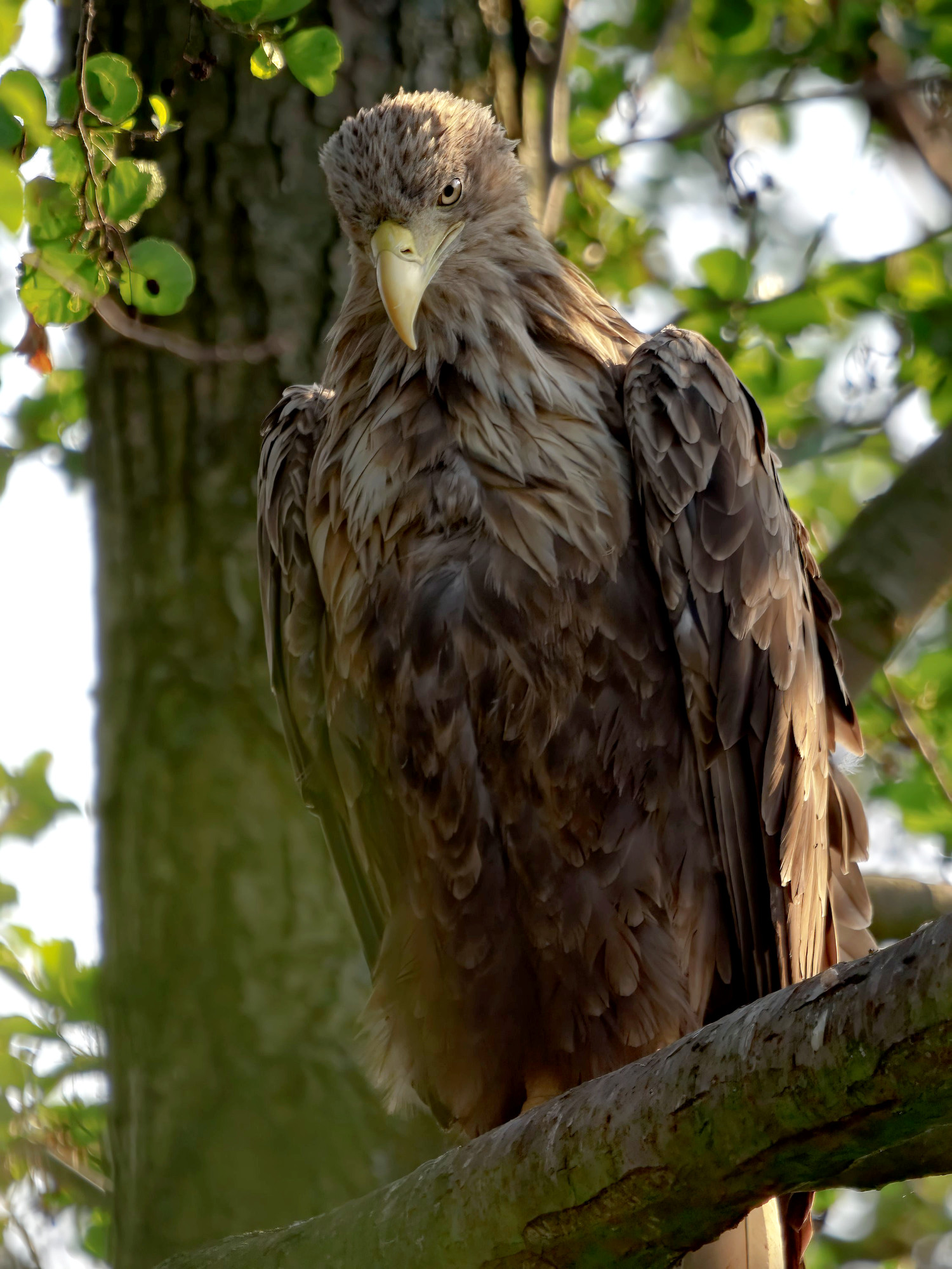 Nazwa:  EM1x_2023-06-19_185108_6_ART_TP_Nik_AP_2000px.jpg
Wyświetleń: 201
Rozmiar:  581,8 KB