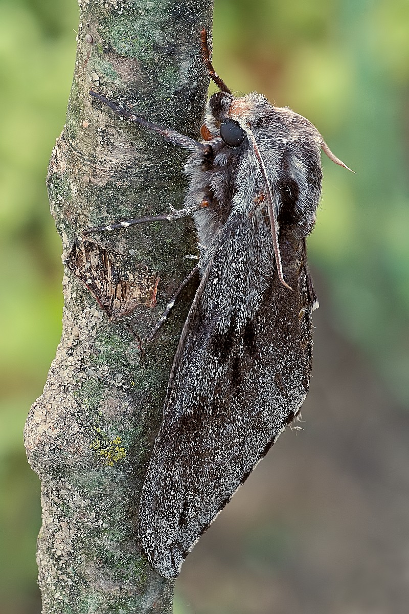 Nazwa:  52920432601_bc514d1e16_o.jpg
Wyświetleń: 136
Rozmiar:  403,9 KB