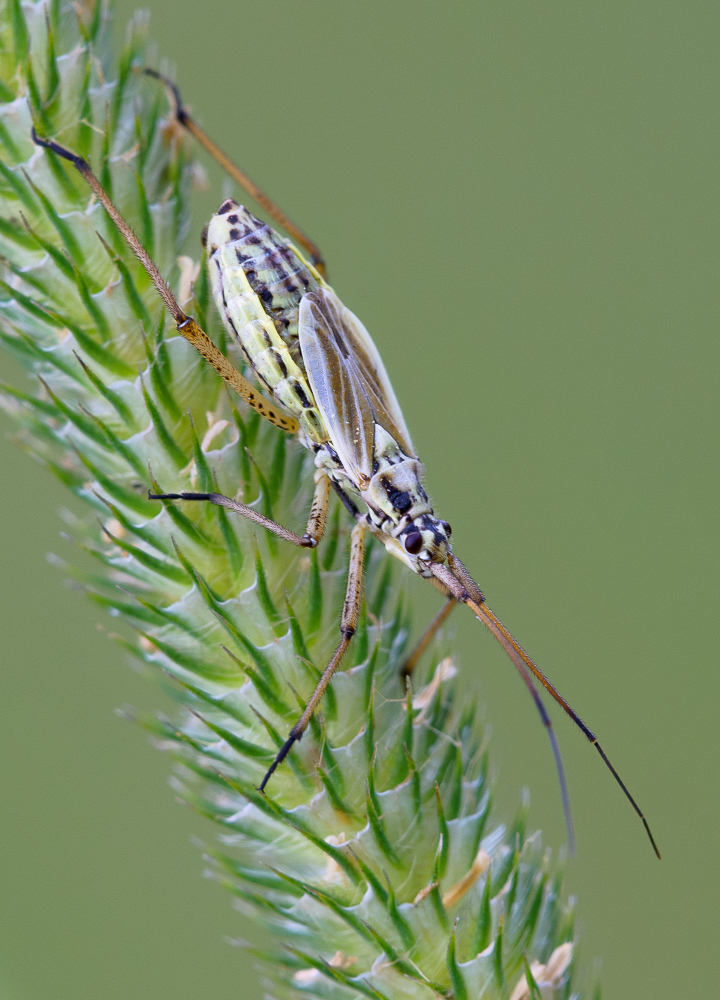 Nazwa:  _7WP2155-Poprawione-Szum-4.jpg
Wyświetleń: 120
Rozmiar:  508,8 KB