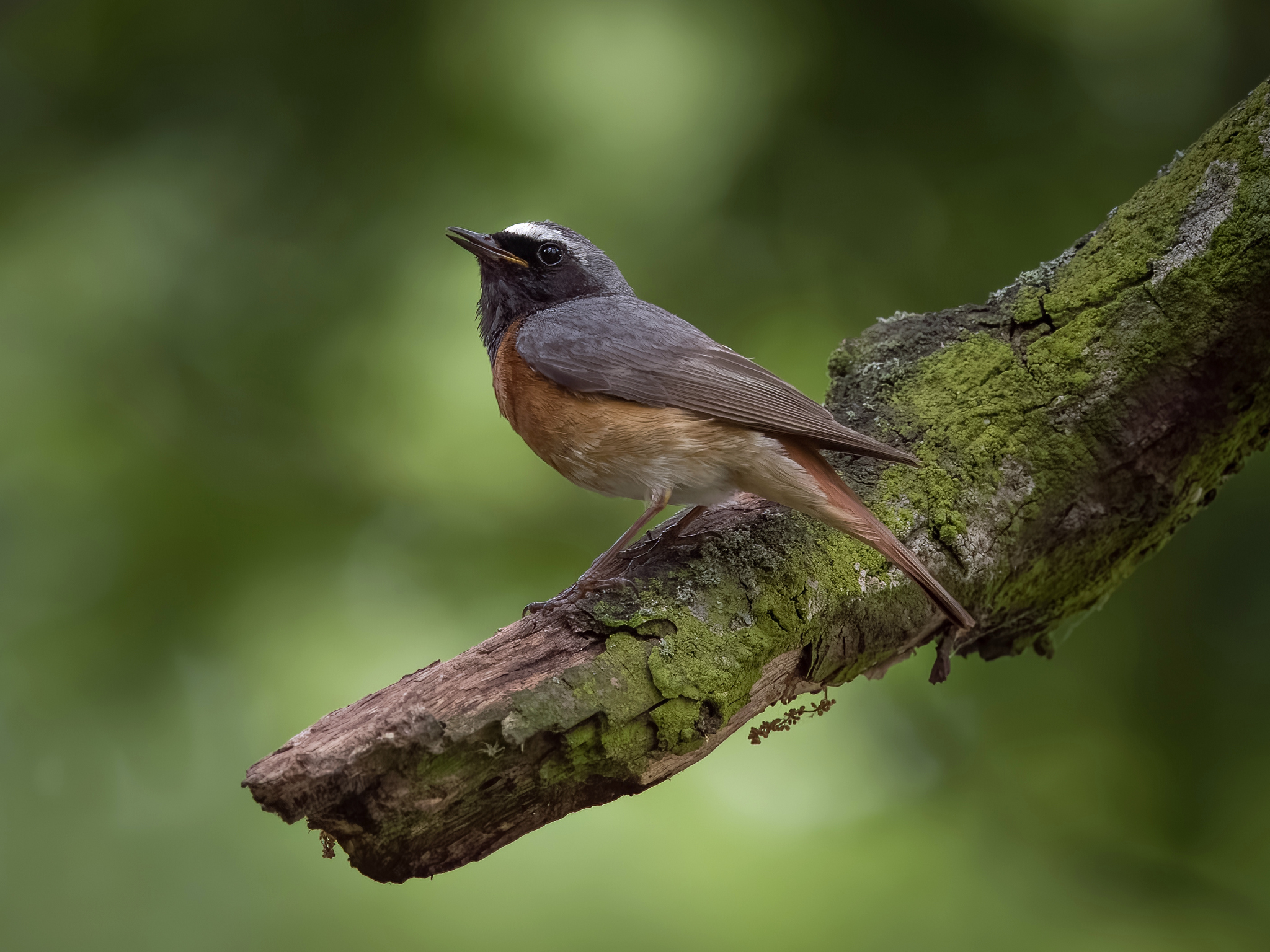 Nazwa:  P1122160-fejs.JPG
Wyświetleń: 183
Rozmiar:  1,23 MB