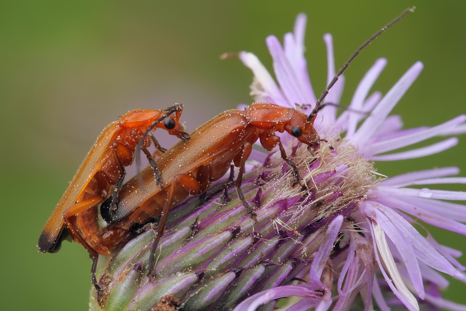 Nazwa:  52923233693_c326847596_o.jpg
Wyświetleń: 114
Rozmiar:  319,2 KB