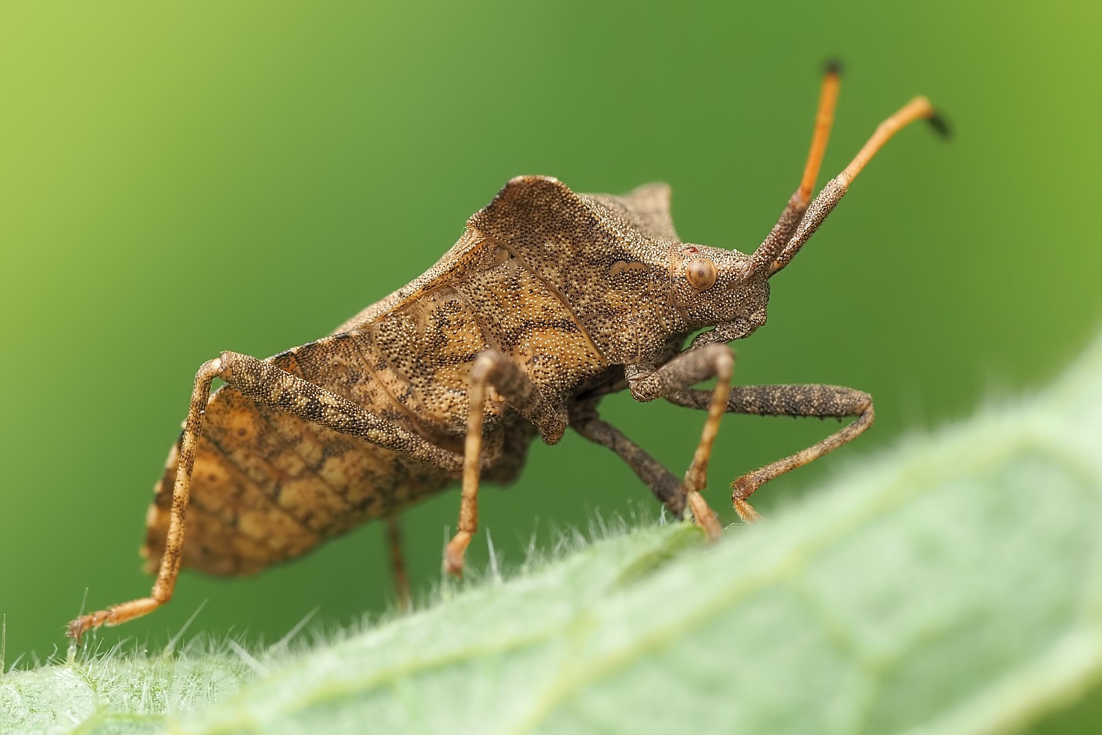 Nazwa:  52925725775_1347d8d9ea_o.jpg
Wyświetleń: 88
Rozmiar:  248,5 KB