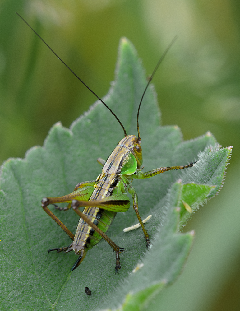 Nazwa:  _7WP2163-Poprawione-Szum-6.jpg
Wyświetleń: 90
Rozmiar:  551,8 KB