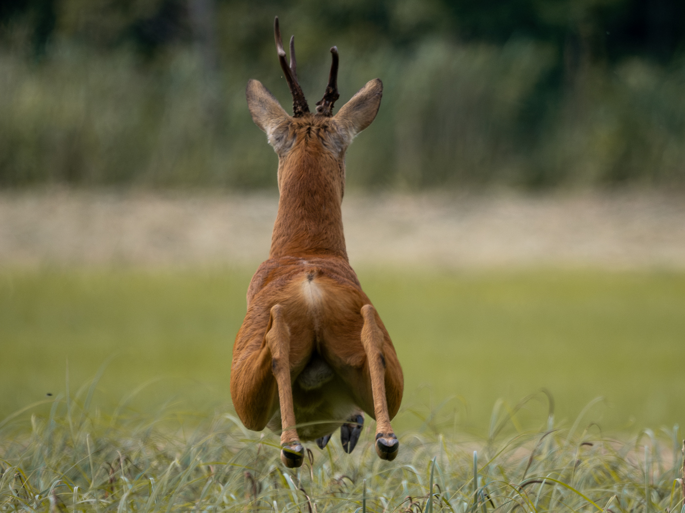 Nazwa:  P6250165-Poprawione-Szum_20230625_1.jpg
Wyświetleń: 144
Rozmiar:  829,8 KB