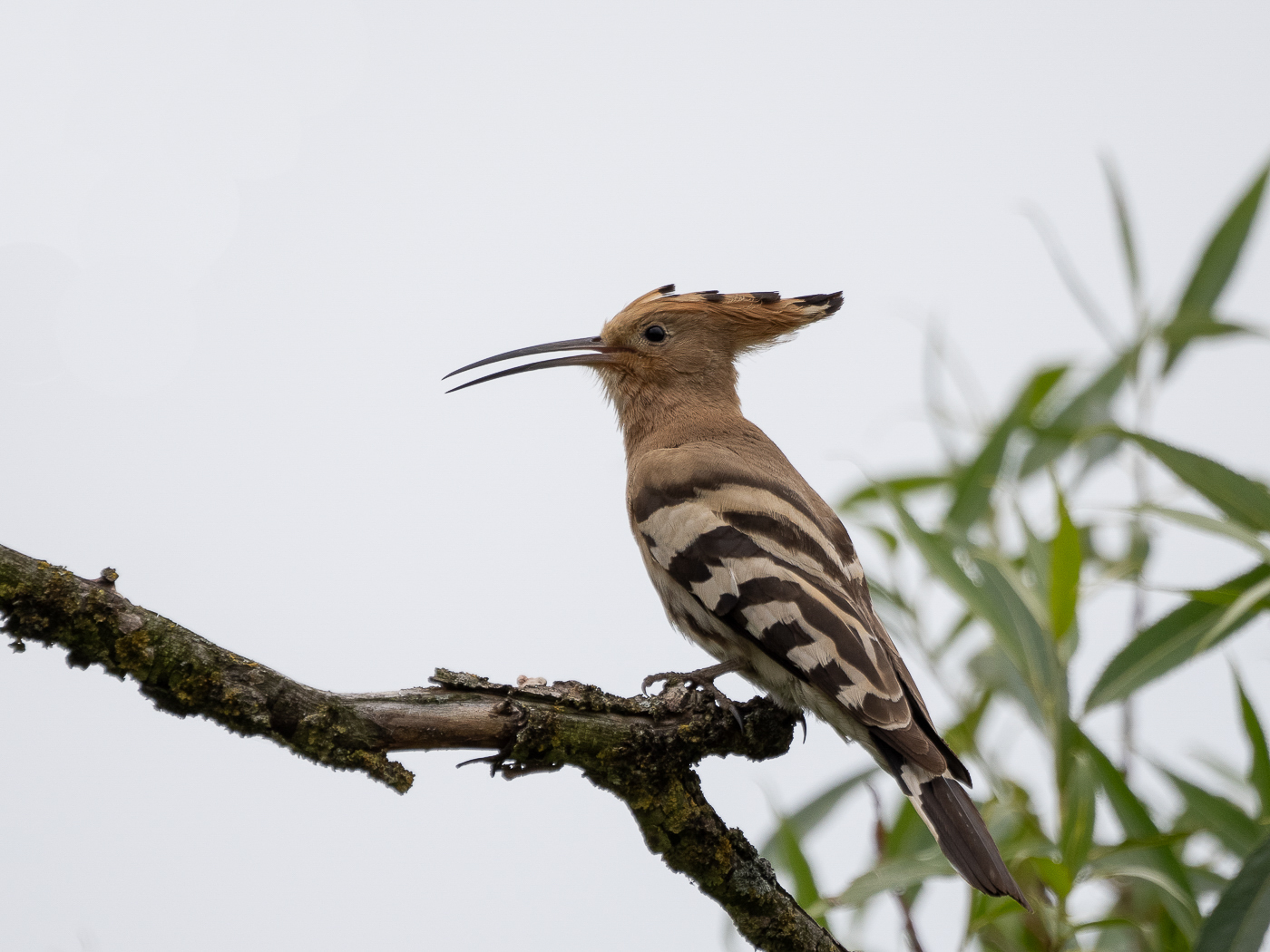 Nazwa:  P6240102_20230624_1_20230624_2.jpg
Wyświetleń: 218
Rozmiar:  731,3 KB