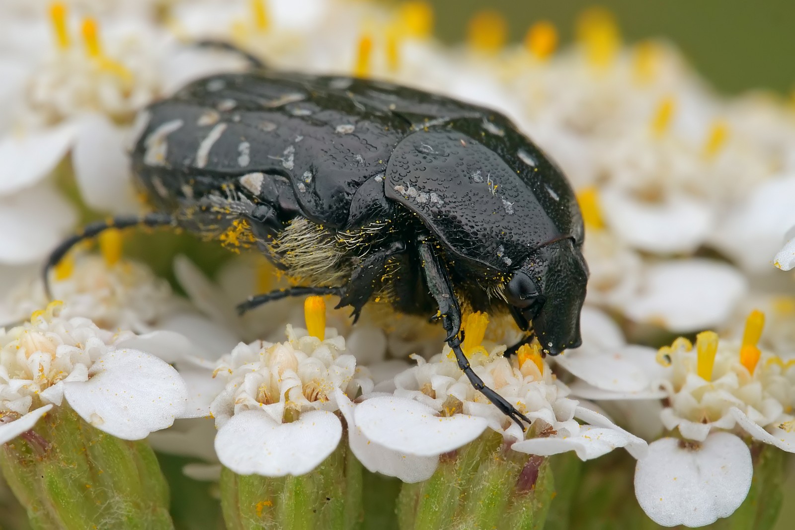 Nazwa:  53041402371_d5ebc2d067_o.jpg
Wyświetleń: 142
Rozmiar:  280,2 KB