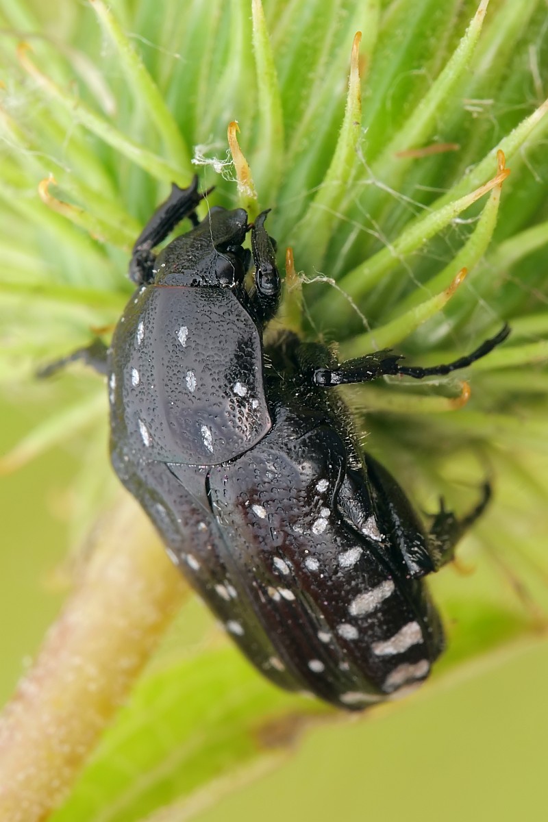 Nazwa:  53041582614_b688a1a2c1_o.jpg
Wyświetleń: 139
Rozmiar:  165,0 KB