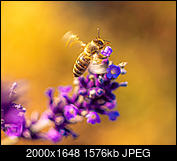 Kliknij obrazek, aby uzyskać większą wersję

Nazwa:	miodowo OK fb.jpg
Wyświetleń:	44
Rozmiar:	1,54 MB
ID:	256901