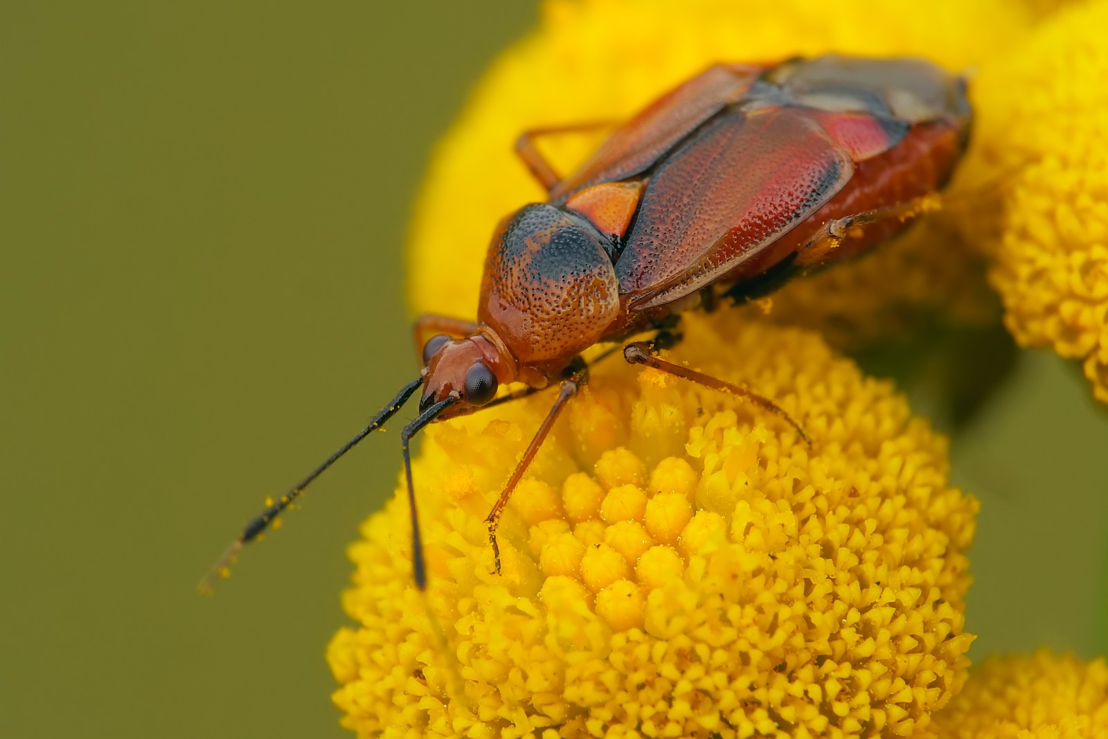 Nazwa:  53124844290_8c4be9fec1_o.jpg
Wyświetleń: 102
Rozmiar:  205,9 KB