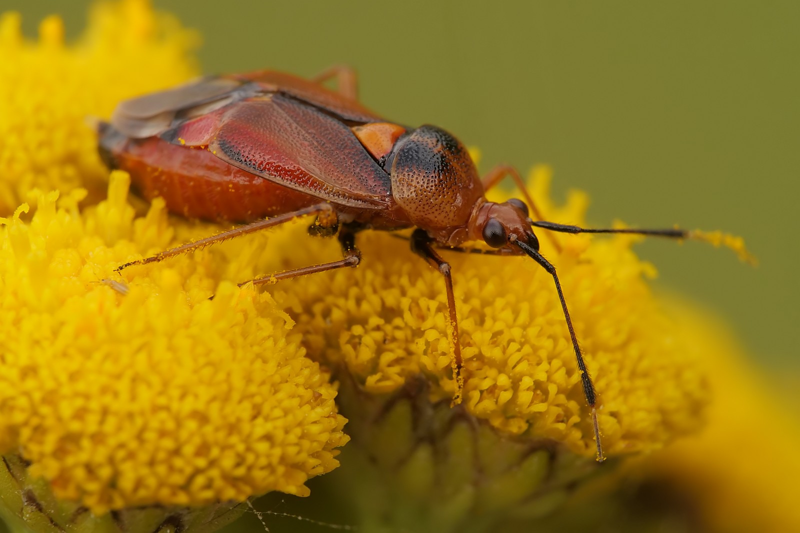 Nazwa:  53124646434_dc4d4695be_o.jpg
Wyświetleń: 110
Rozmiar:  200,8 KB