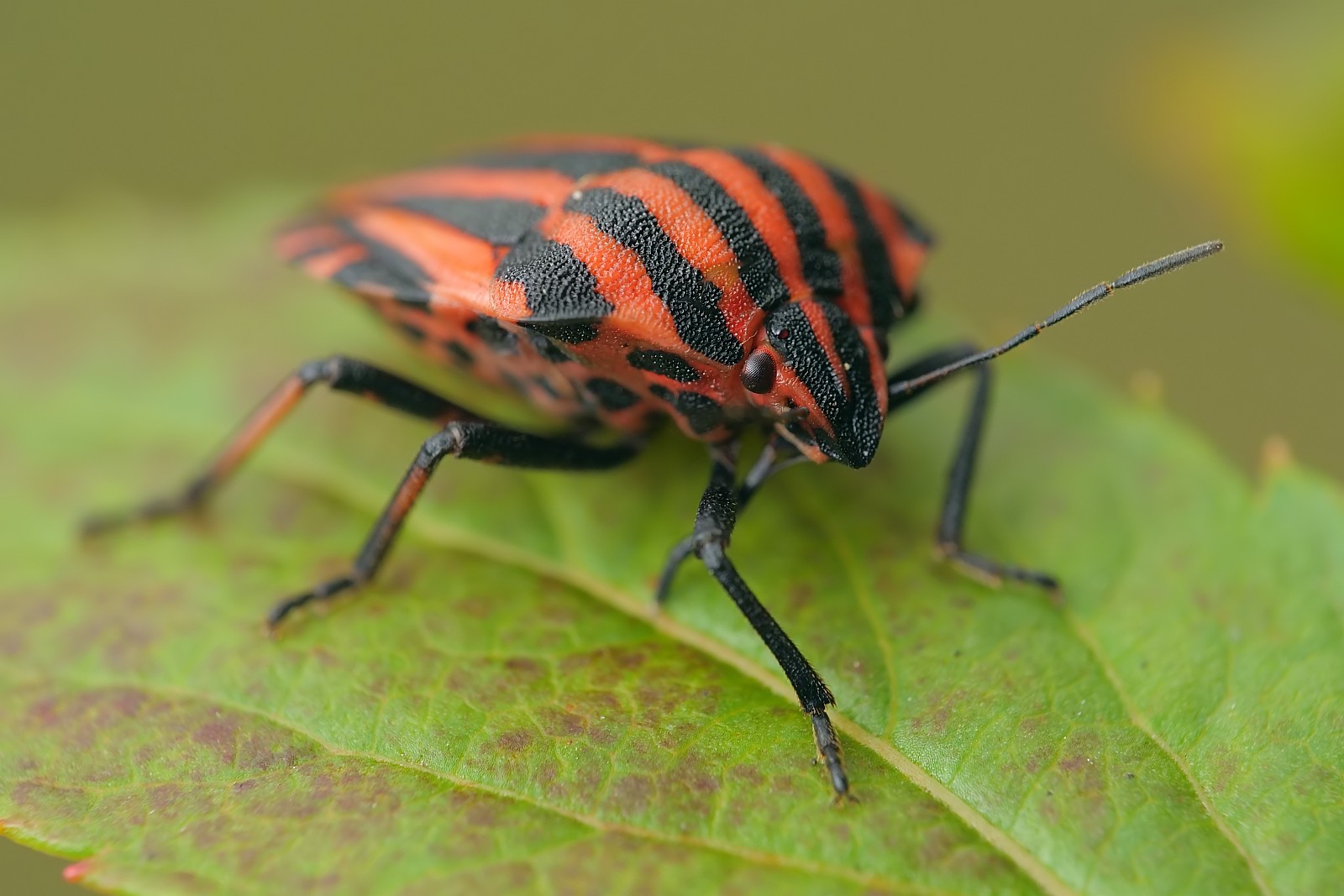 Nazwa:  53125656910_57d1a50832_o.jpg
Wyświetleń: 130
Rozmiar:  217,2 KB
