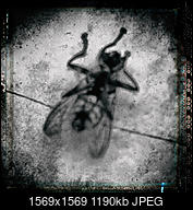 Kliknij obrazek, aby uzyskać większą wersję

Nazwa:	the_fly.jpg
Wyświetleń:	41
Rozmiar:	1,16 MB
ID:	257264