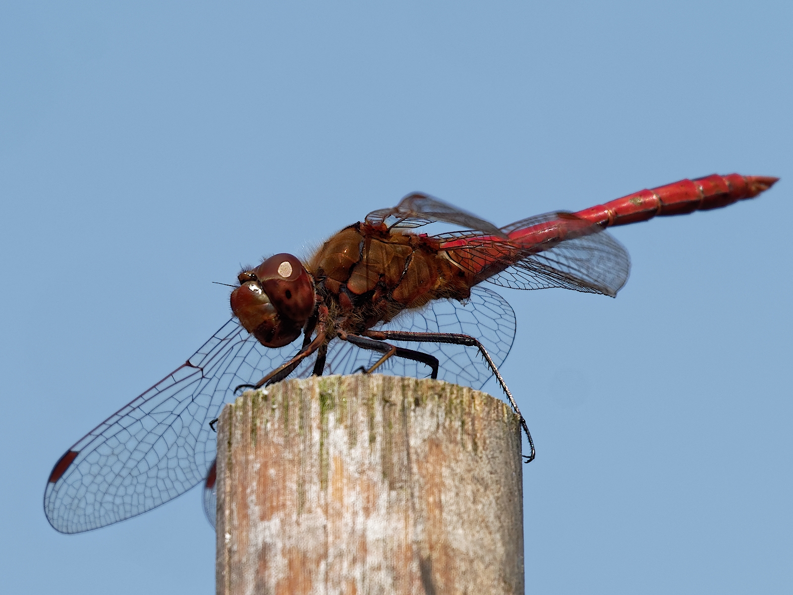 Nazwa:  P8260071-ORF_DxO_PRIME_DXO_hf.jpg
Wyświetleń: 121
Rozmiar:  1,08 MB