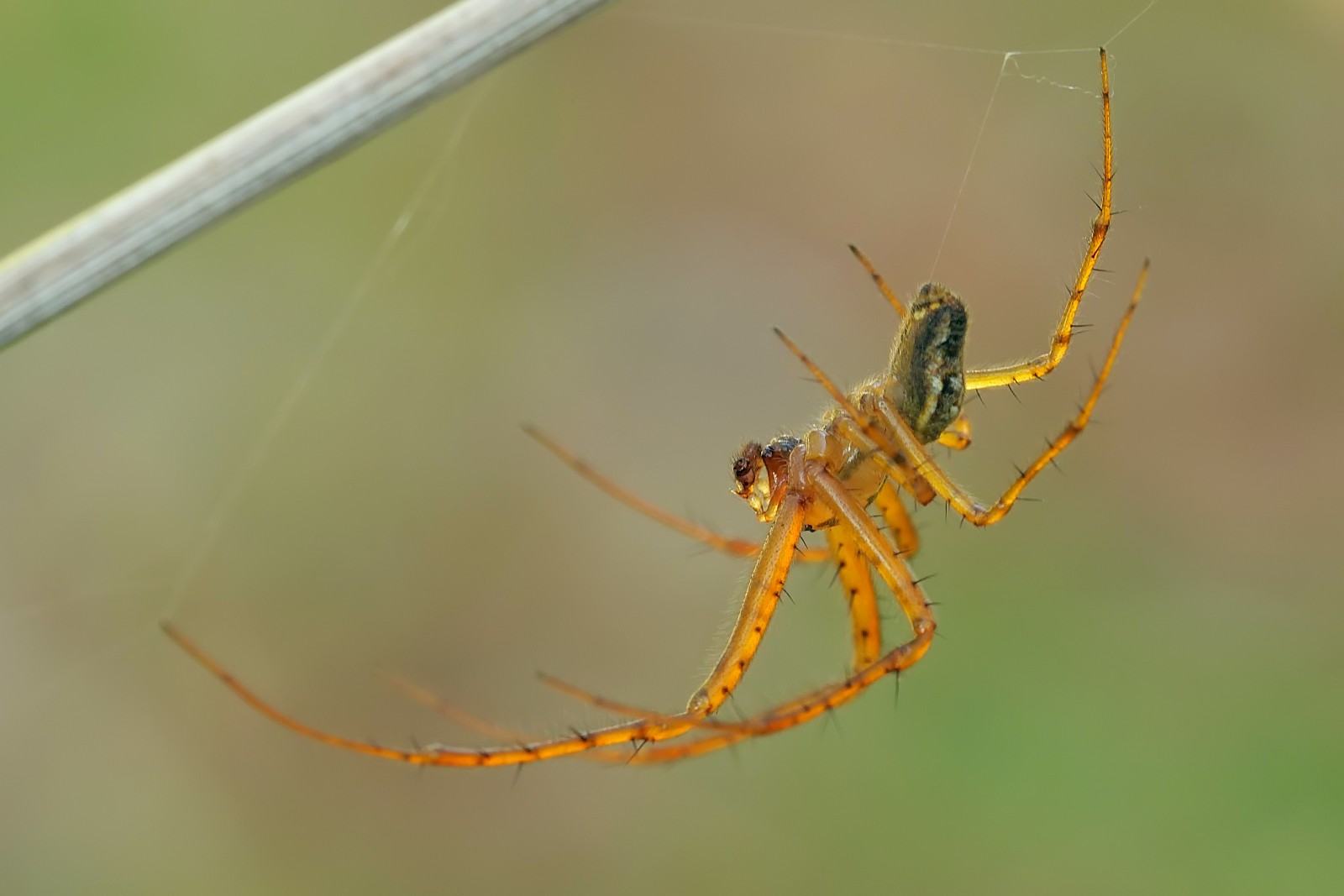 Nazwa:  53125660389_04b04a105b_o.jpg
Wyświetleń: 115
Rozmiar:  109,8 KB