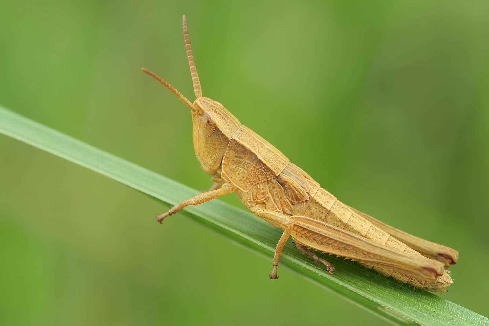 Nazwa:  53143720139_37a00affcf_o.jpg
Wyświetleń: 85
Rozmiar:  144,9 KB