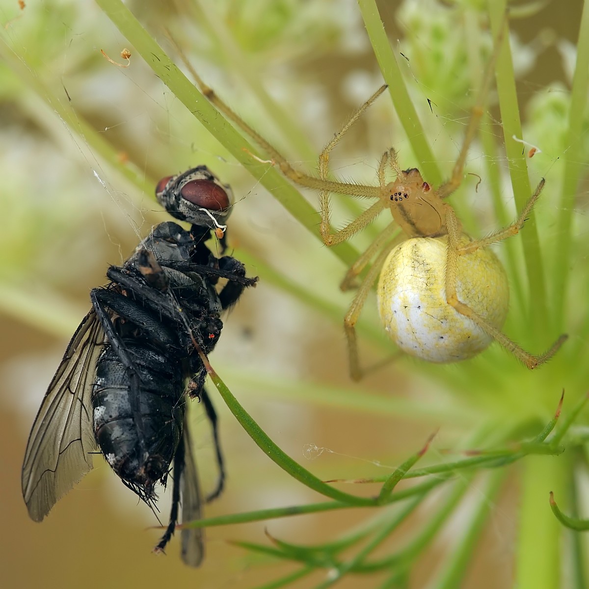 Nazwa:  53177222580_182b738cea_o.jpg
Wyświetleń: 140
Rozmiar:  217,6 KB