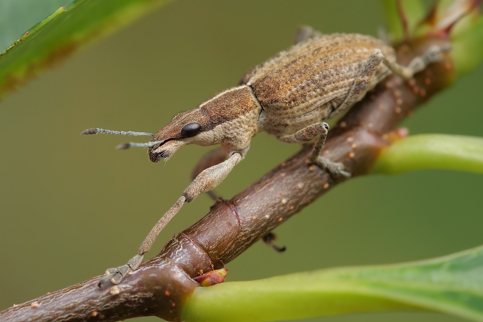 Nazwa:  53189329276_3283ee0545_o.jpg
Wyświetleń: 124
Rozmiar:  215,2 KB