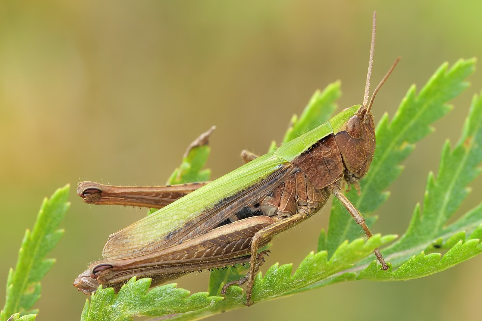 Nazwa:  53189426349_a30e0f36f4_o.jpg
Wyświetleń: 102
Rozmiar:  259,3 KB