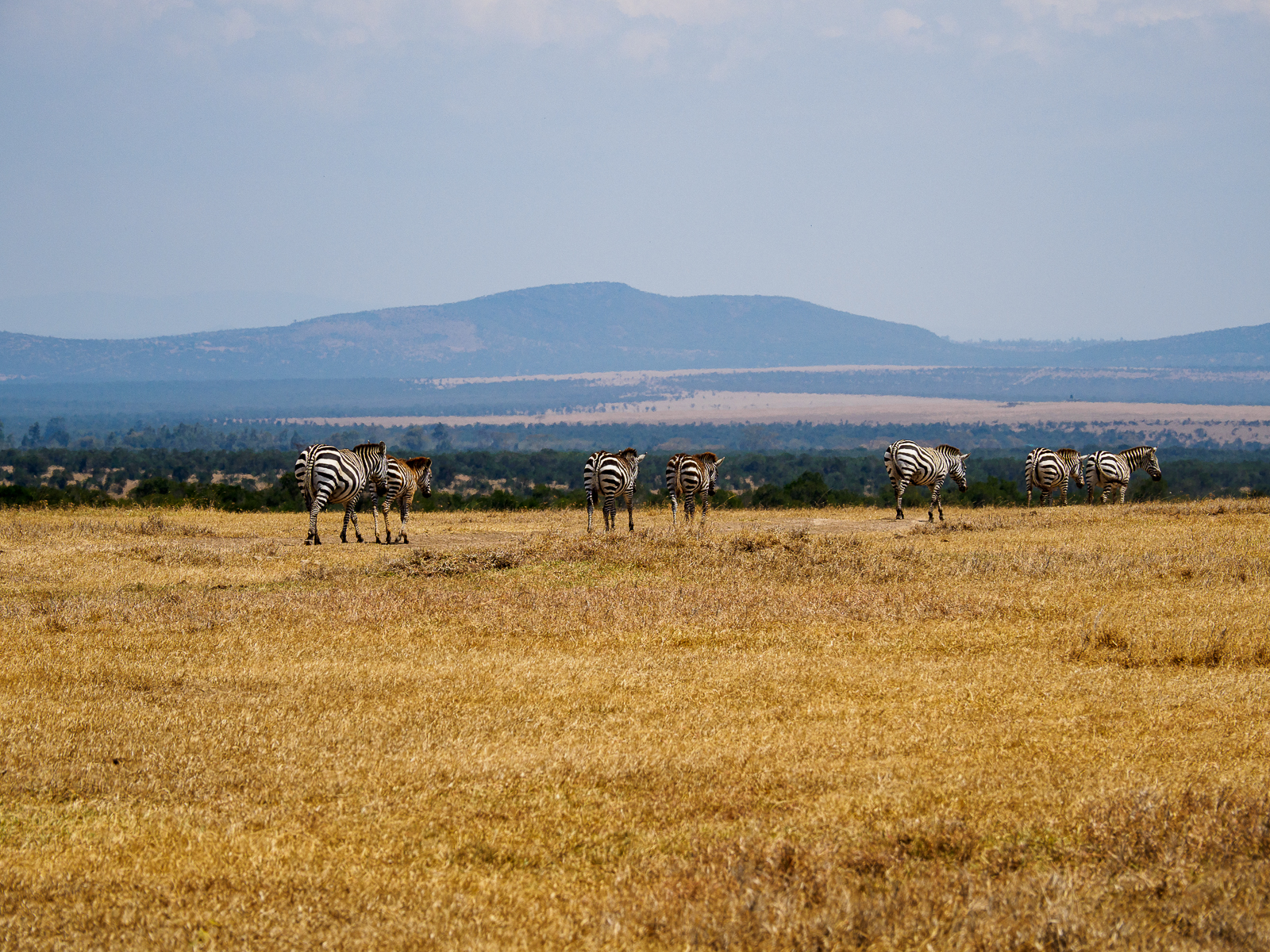 Nazwa:  Kenia_ 109.jpg
Wyświetleń: 193
Rozmiar:  1,98 MB