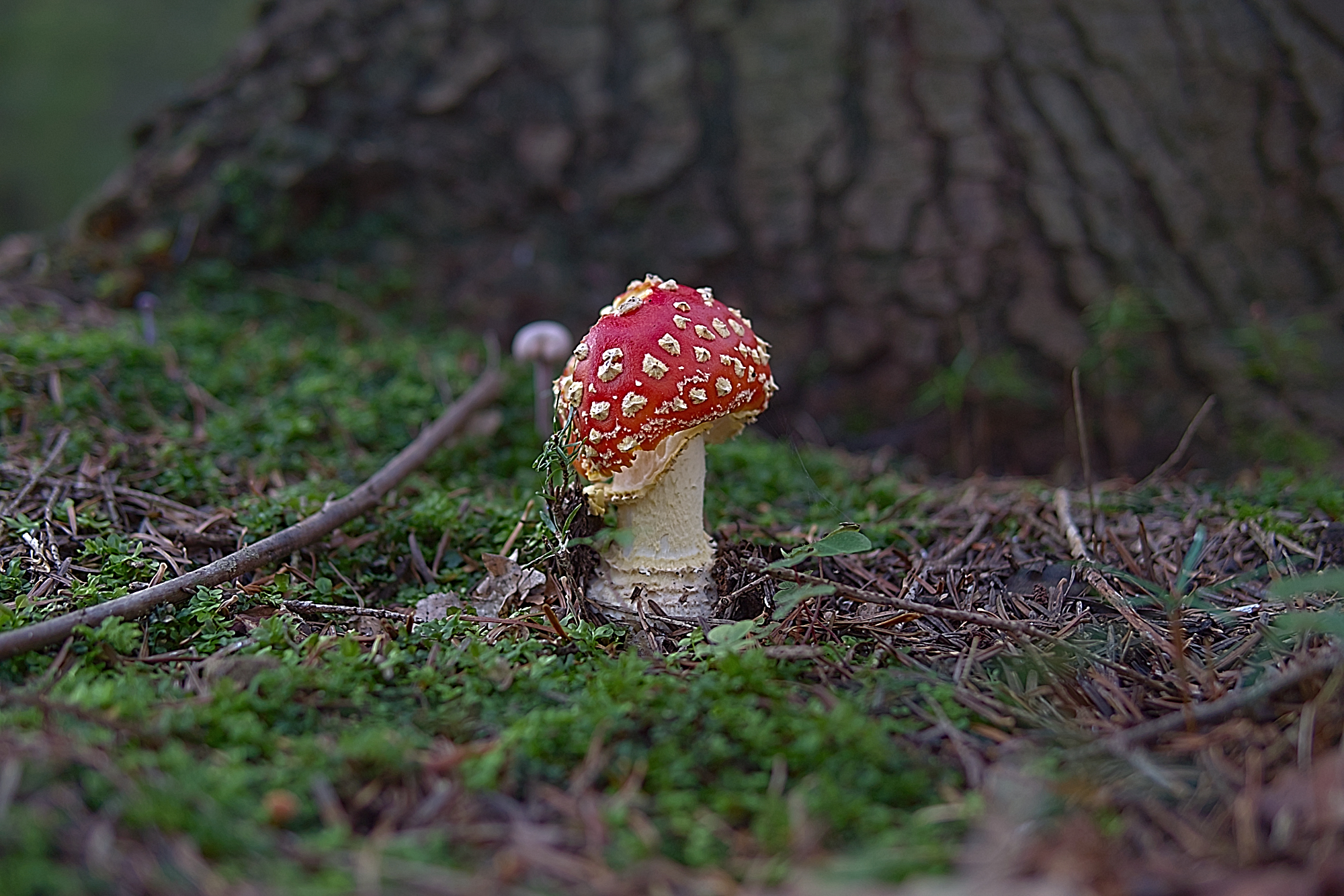 Nazwa:  P1061637.jpg
Wyświetleń: 177
Rozmiar:  1,85 MB