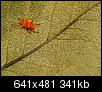 Kliknij obrazek, aby uzyskać większą wersję

Nazwa:	P9103469.JPG
Wyświetleń:	152
Rozmiar:	340,6 KB
ID:	25799