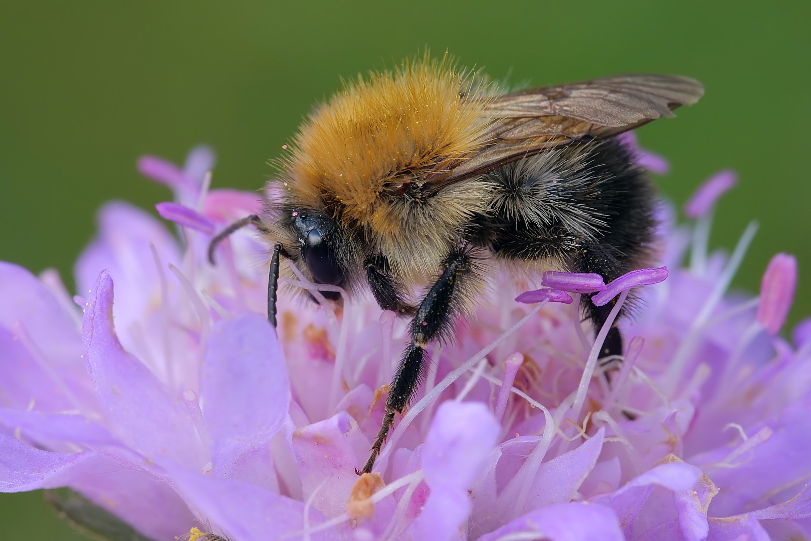 Nazwa:  53209715514_7e90dd292d_o.jpg
Wyświetleń: 199
Rozmiar:  269,8 KB