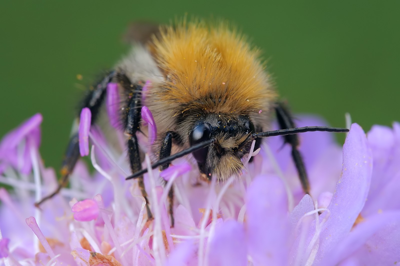 Nazwa:  53209338771_58c24765df_o.jpg
Wyświetleń: 203
Rozmiar:  203,6 KB