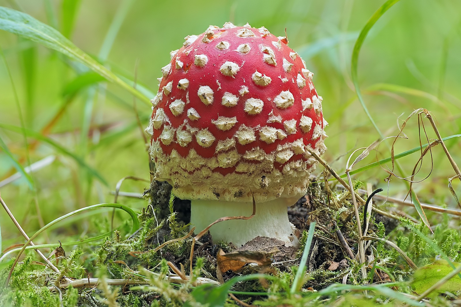 Nazwa:  muchomor136267-70mf.jpg
Wyświetleń: 133
Rozmiar:  569,9 KB