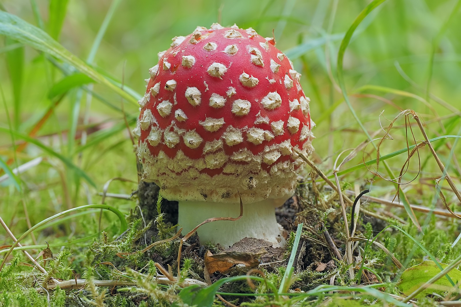 Nazwa:  muchomor136262mf.jpg
Wyświetleń: 139
Rozmiar:  484,5 KB