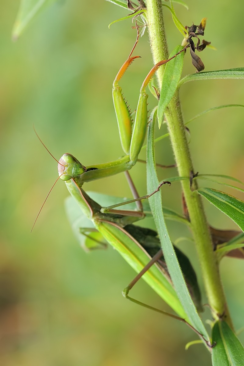 Nazwa:  53224776912_23da85a56e_o.jpg
Wyświetleń: 167
Rozmiar:  124,7 KB