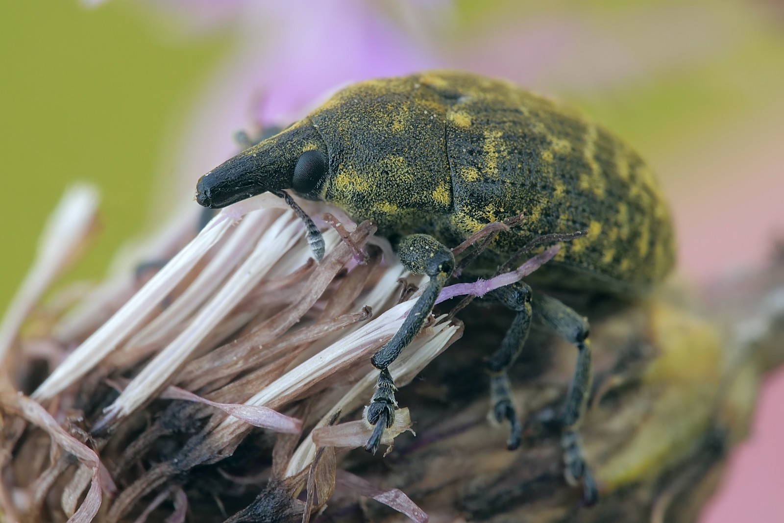 Nazwa:  53226037534_89513244c9_o.jpg
Wyświetleń: 147
Rozmiar:  270,1 KB