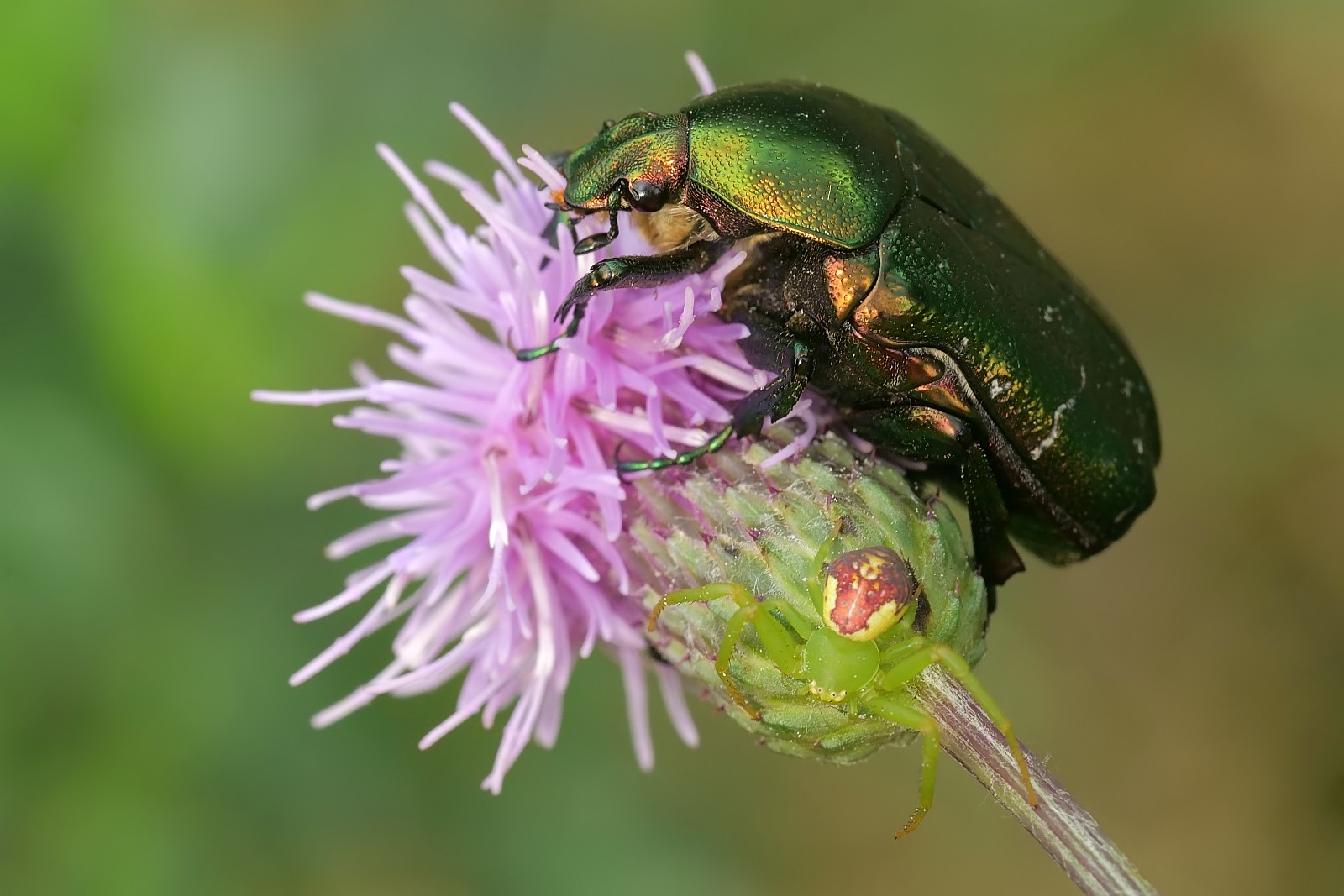 Nazwa:  53239257288_ee928c421c_o.jpg
Wyświetleń: 144
Rozmiar:  234,9 KB