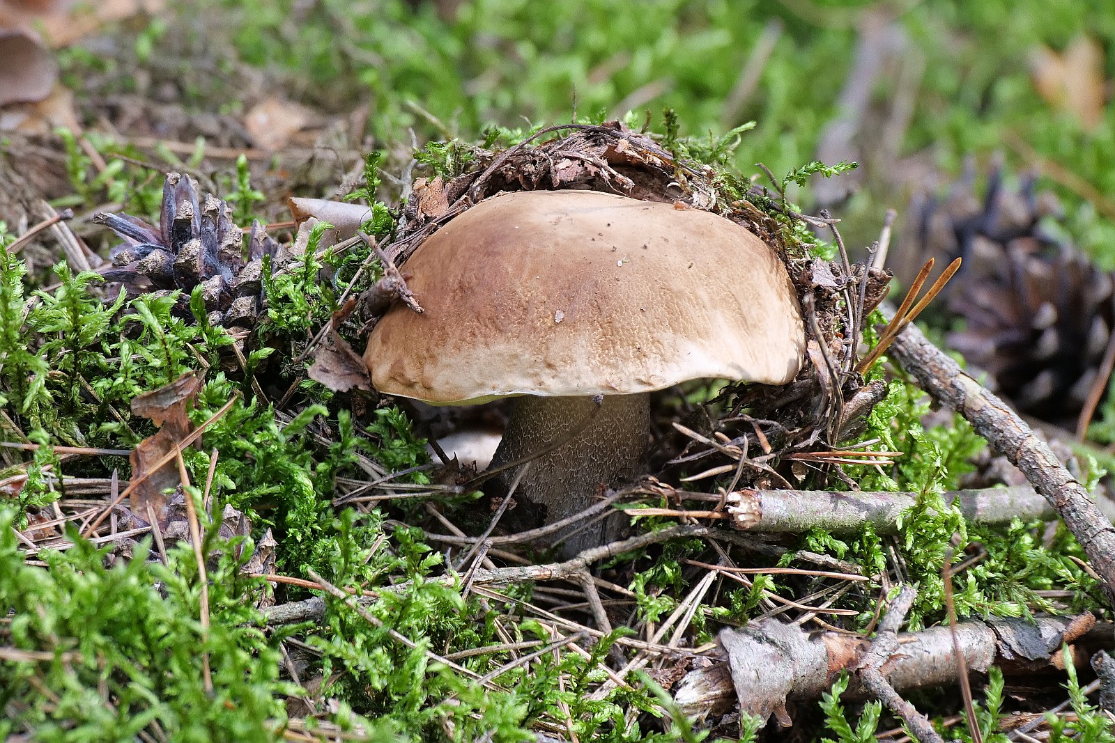 Nazwa:  borowik118551-2d.jpg
Wyświetleń: 158
Rozmiar:  750,4 KB