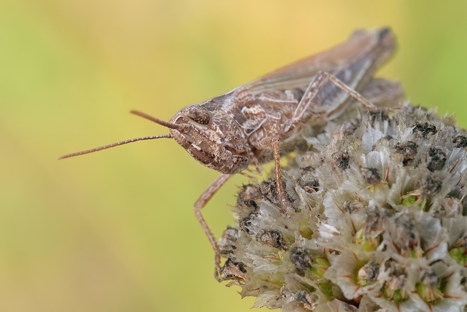 Nazwa:  53239312428_ec851a102d_o.jpg
Wyświetleń: 128
Rozmiar:  220,4 KB