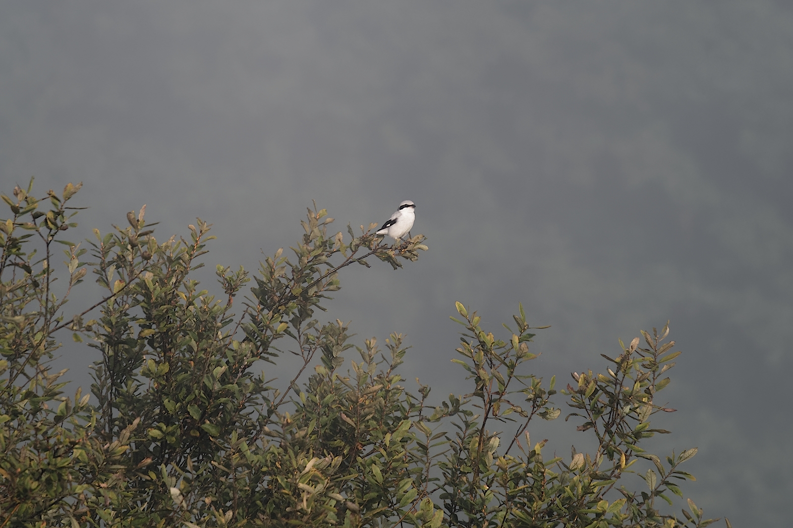 Nazwa:  PA100014-ORF_DxO_PRIME_DXO_hf.jpg
Wyświetleń: 230
Rozmiar:  1,01 MB