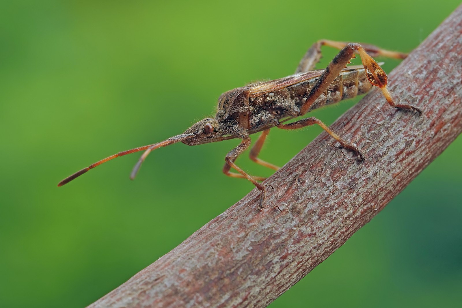 Nazwa:  53239585305_9862a9d43e_o.jpg
Wyświetleń: 105
Rozmiar:  272,1 KB