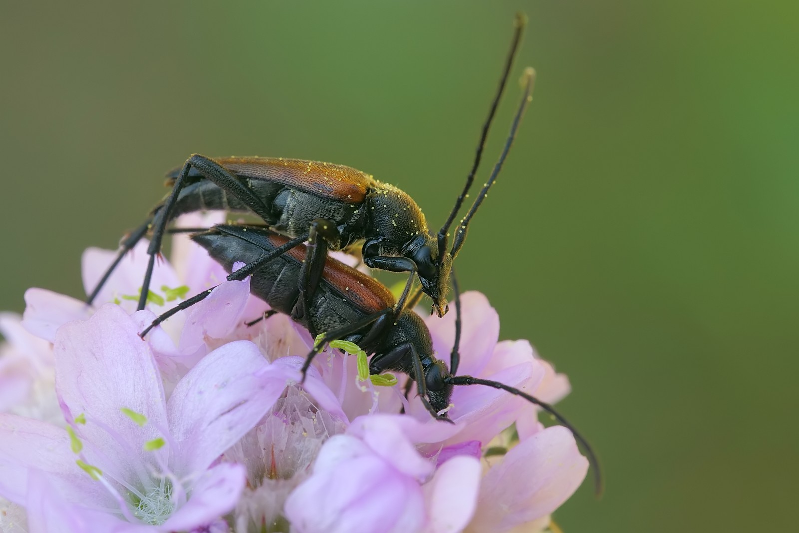 Nazwa:  53240675635_63d74faf21_o.jpg
Wyświetleń: 94
Rozmiar:  180,5 KB