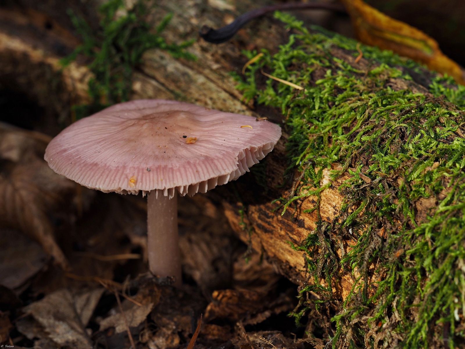 Nazwa:  PA295088_forum.JPG
Wyświetleń: 161
Rozmiar:  748,0 KB