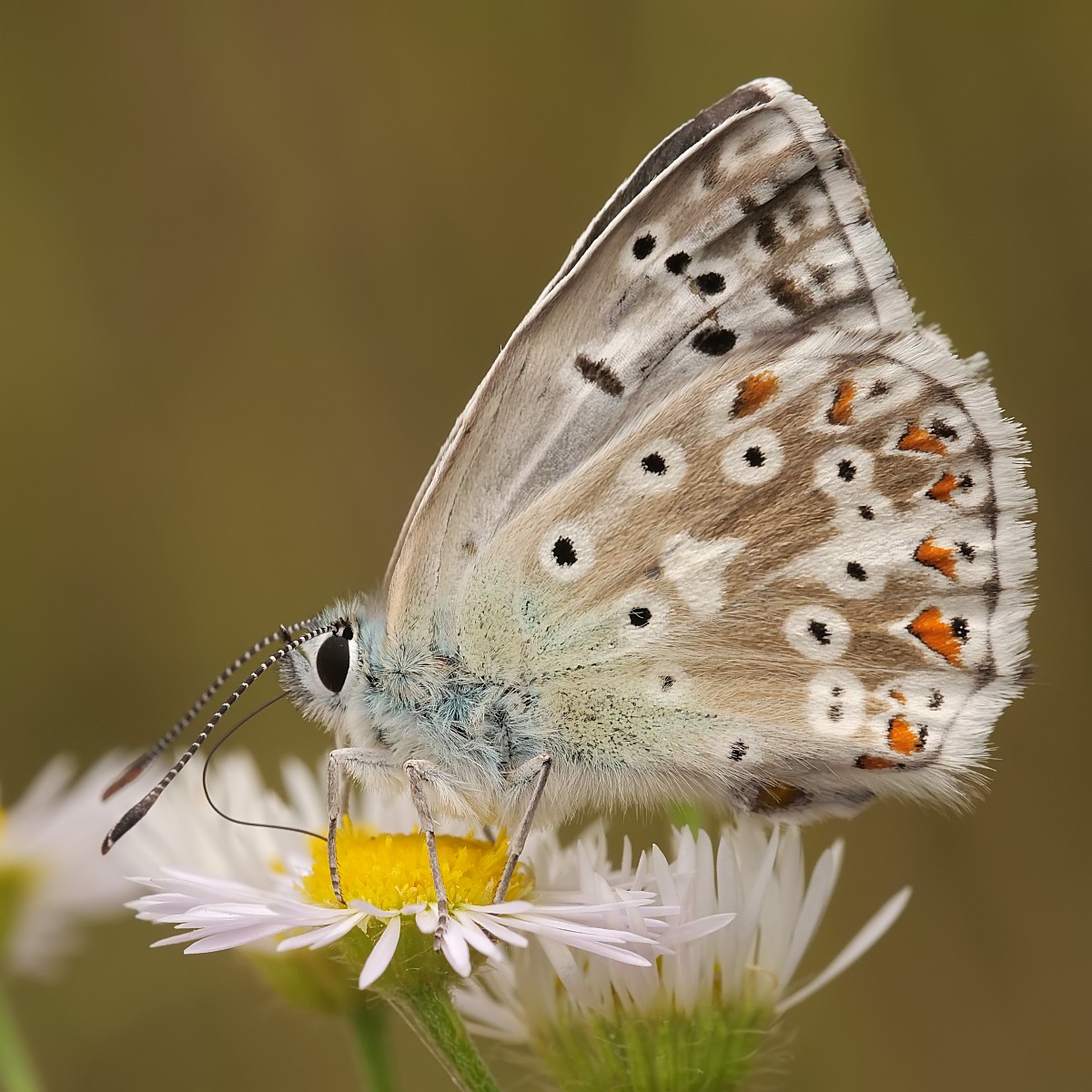 Nazwa:  53273104773_29ef4c75b4_o.jpg
Wyświetleń: 318
Rozmiar:  268,3 KB