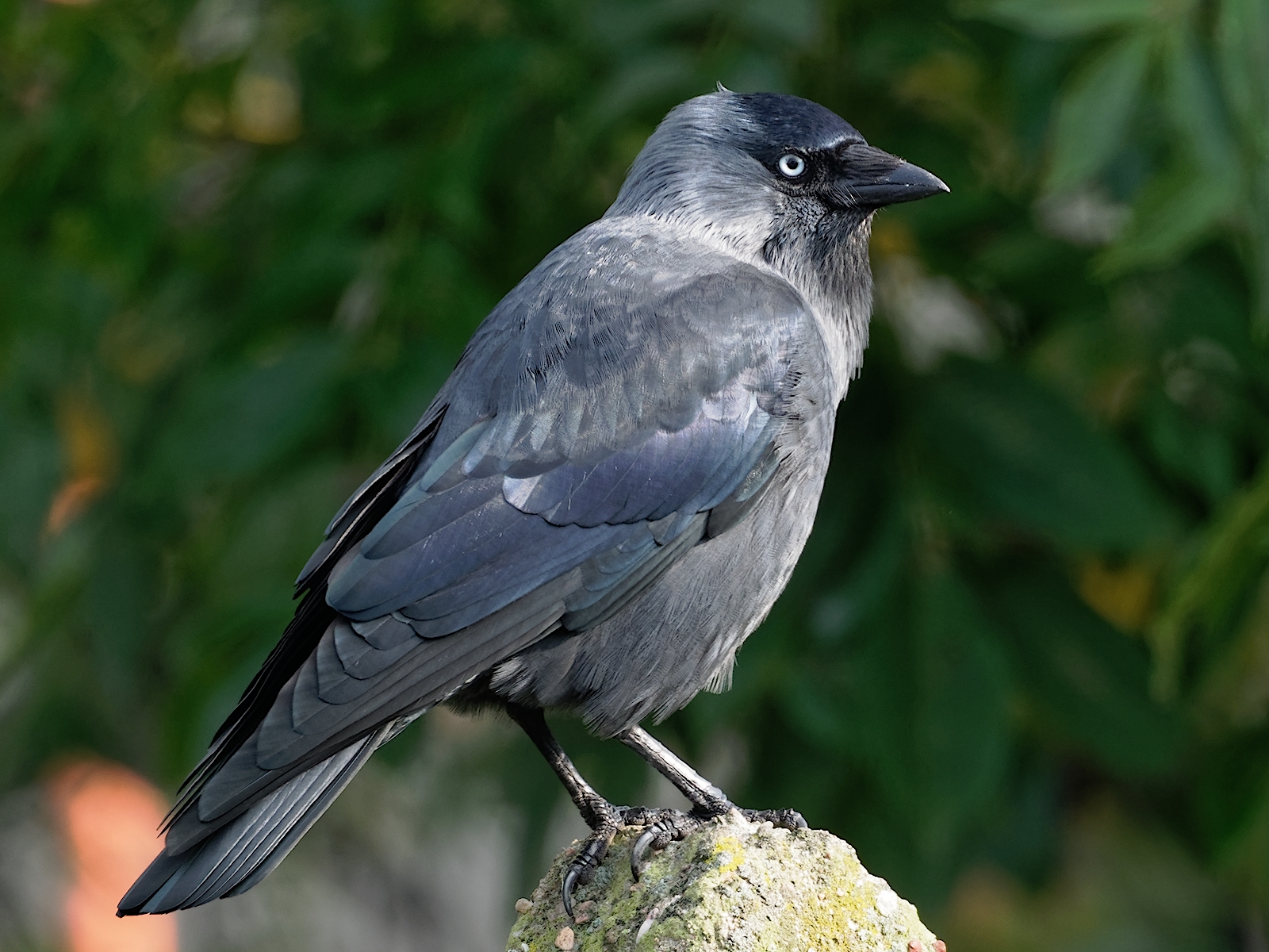 Nazwa:  kawka.jpg
Wyświetleń: 184
Rozmiar:  1,25 MB